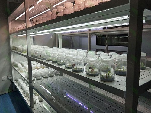 应县植物组织培养实验室设计建设方案
